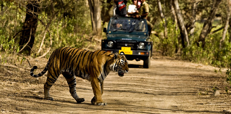 Corbett national park package